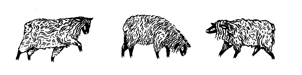 Lin Snow Sheep Illustration