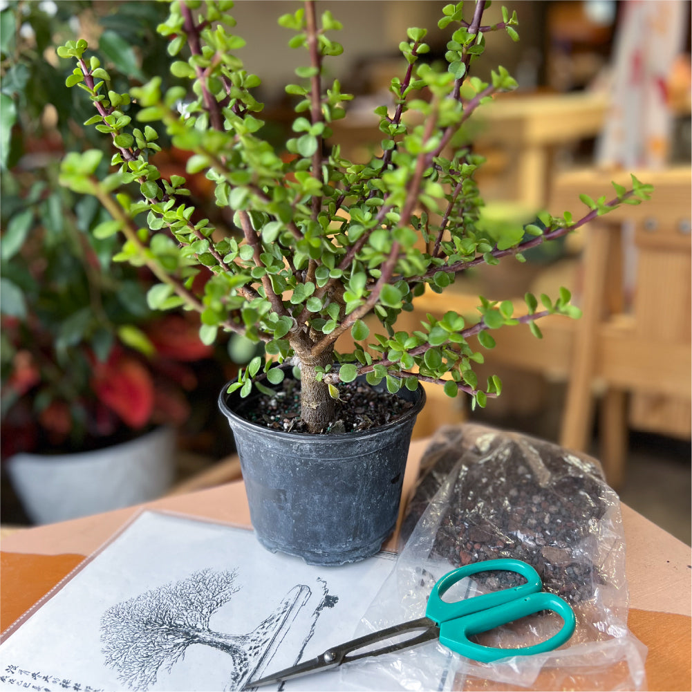 Create Your Own Bonsai